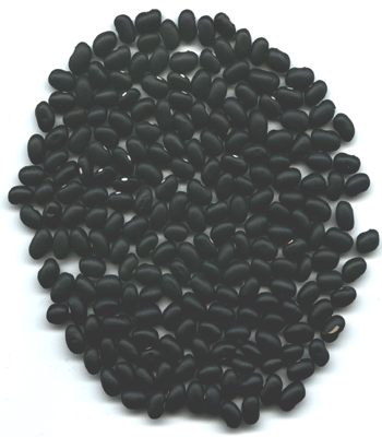 Black Turtle