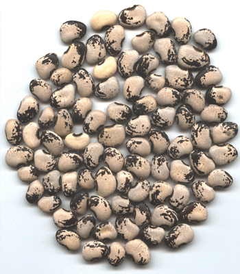 Florida Butter Beans