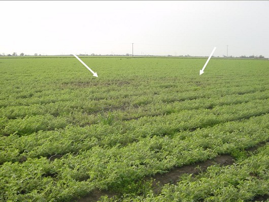 bean field with infected plants