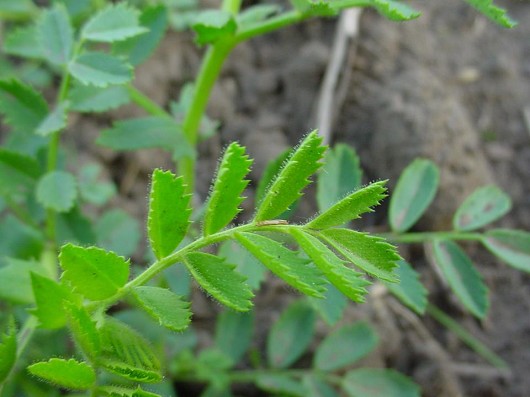 leaf close up