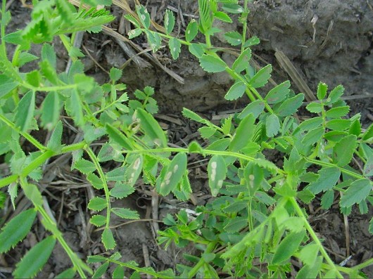 leaf close up