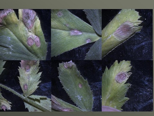 infected leaves
