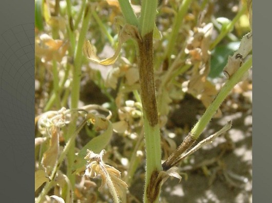 stem infection