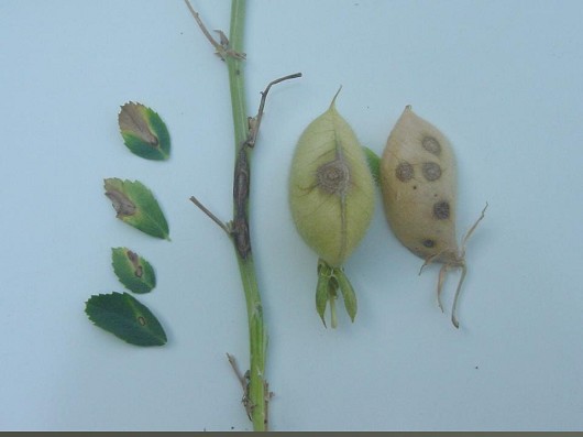 seed pod samples